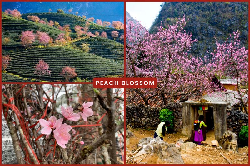 Peach blossom in Vietnam